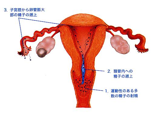 妊娠のしくみ