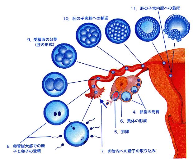 不妊治療について 西垣artクリニック